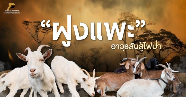 ภาพประกอบบทความ ฝูงแพะ อาวุธลับสู้ไฟป่า