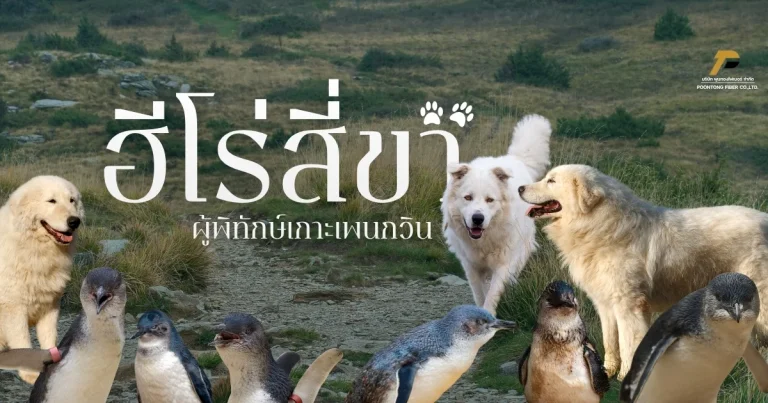 banner เมื่อสุนัขต้อนแกะ กลายเป็นผู้พิทักษ์เพนกวินจิ๋วแห่งออสเตรเลีย